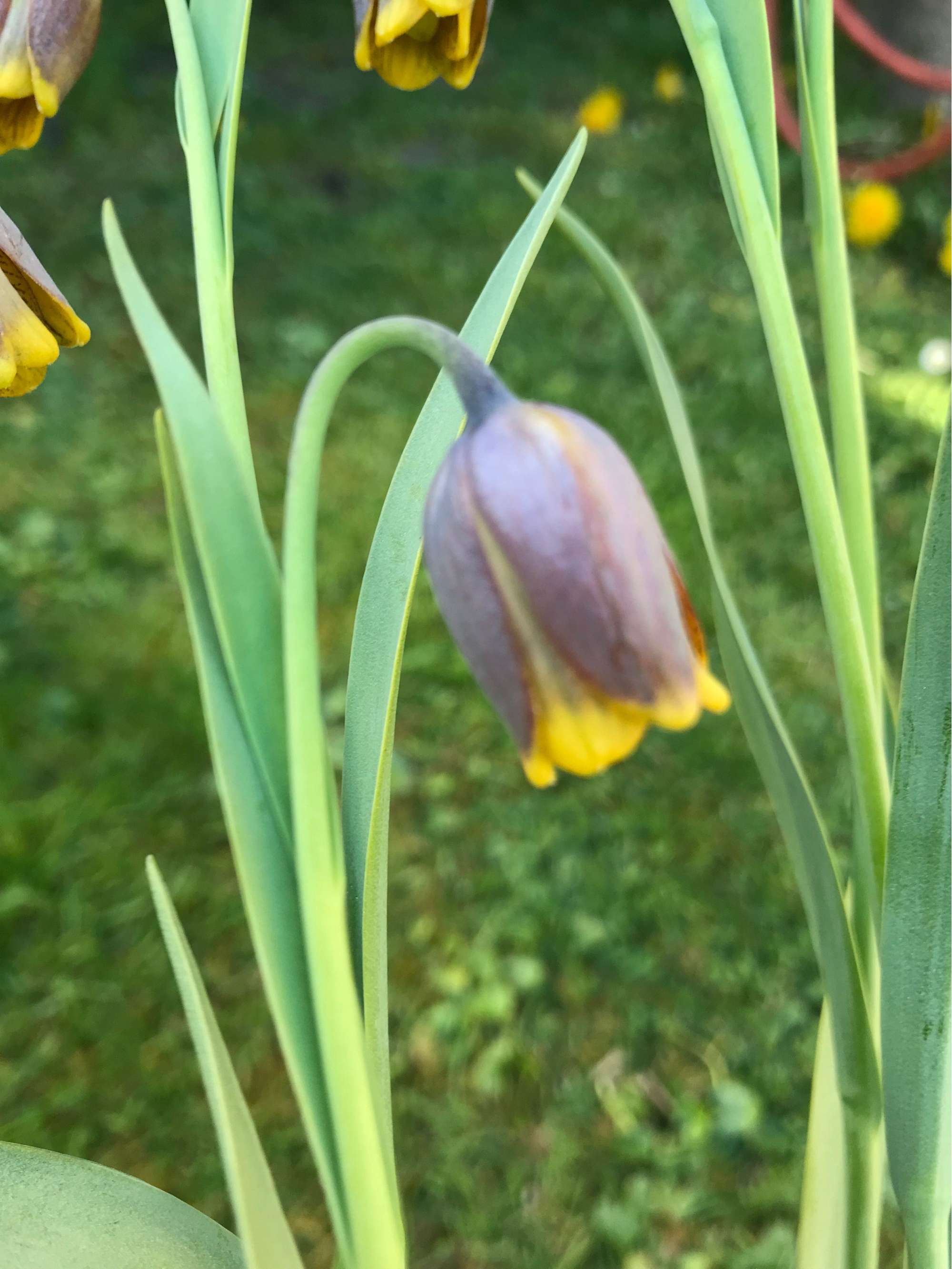 Kaiserkrone (Fritillaria) 'Uva-Vulpis'